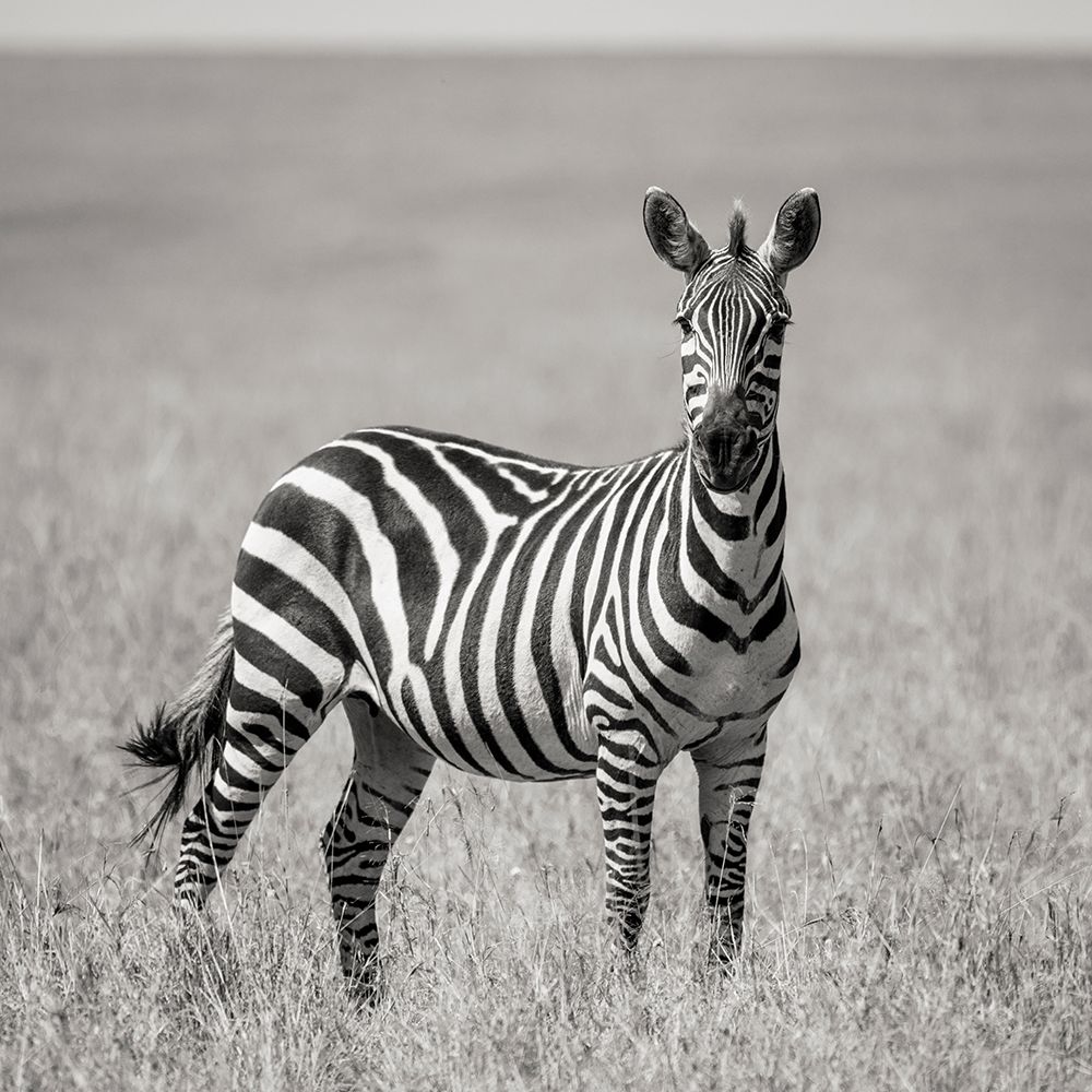 Africa-Kenya-Maasai Mara National Reserve Close-up of lone zebra  art print by Jaynes Gallery for $57.95 CAD